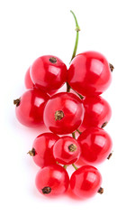 Red currant on a branch,vertical.