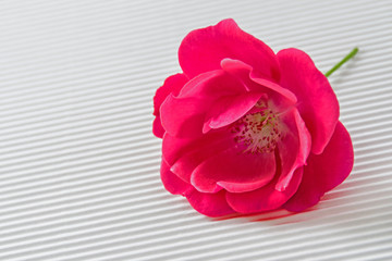 Fototapeta premium Rose