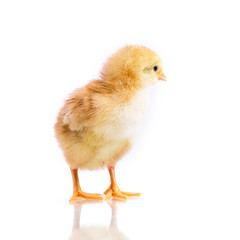 Cute little chicken