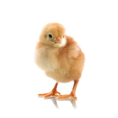 Obraz premium Cute little chicken