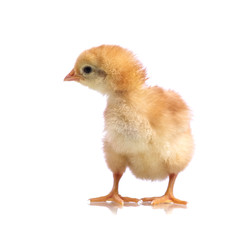 Cute little chicken