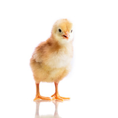Cute little chicken