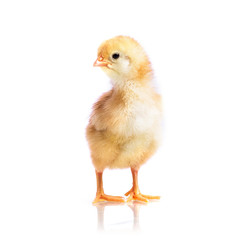 Cute little chicken