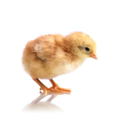 Cute little chicken