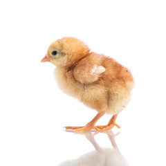 Cute little chicken