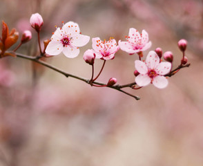 Purple plum flower