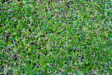 Green leaves background.