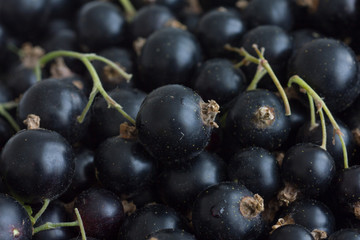 Freshly picked unwashed black currants with stems.