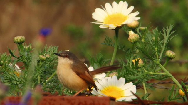 A little bird among the flowers