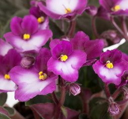 Blossoming violet saintpaulia close up