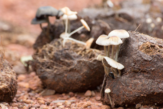 white mushrooms grow from Asian elephant dung on the rainforest