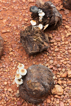 white mushrooms grow from Asian elephant dung on the rainforest