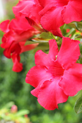 close up of raindrops on pink impala lily