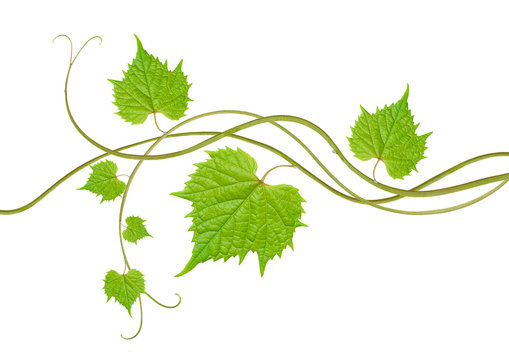 grape leaves