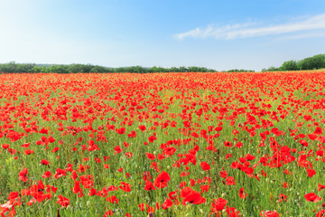 Red poppy flowers on fields