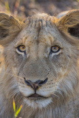 Obraz premium Portrait of a young lion's face
