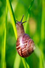 snail on green grass