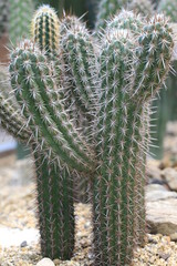 Prickly cactuses