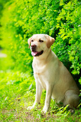 labrador retriever dog