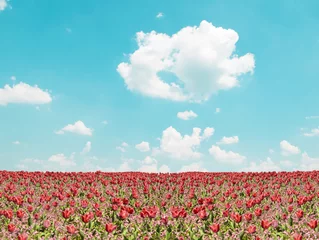 Foto auf Acrylglas Tulpe Rotes Tulpenfeld und blaue Himmelslandschaft