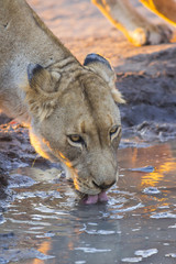 Lioness drinking water at sunset