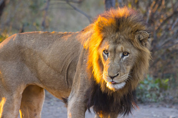 Male lion standing at sunset