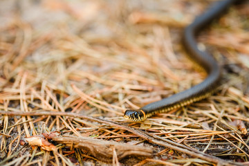Grass-snake, adder in early spring