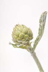 Obraz premium A freshy artichoke on white background