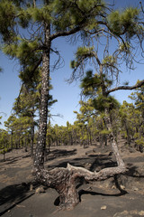 La route des Volcans , ile de la Palma, Canaries