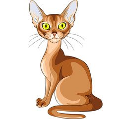 vector color sketch of the red cat Abyssinian breed