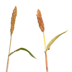 Wild maturing millet isolated on white background