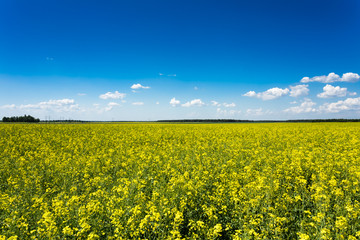 Green field under blue sky