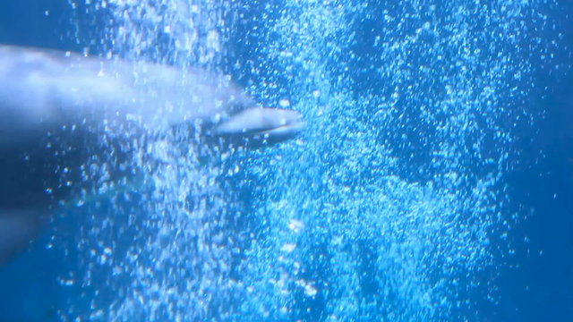 A bottlenose dolphin swimming in a aquarium