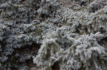 Branches of the Colorado blue spruce