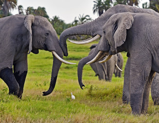 Fototapeta premium Kilimanjaro elephants