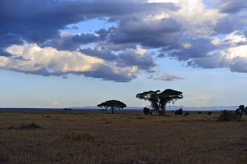 Panorama of the African savannah