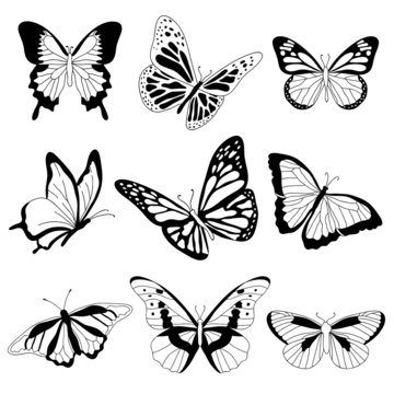 Vector butterflies on white background