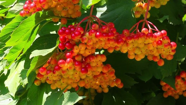 guelder-rose berries
