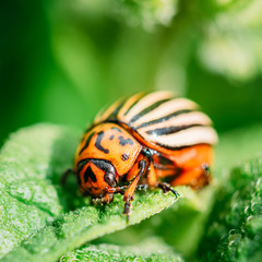 Macro shoot of potato bug on leaf