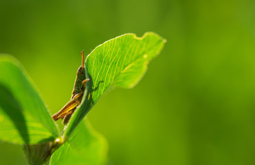 Grashüpfer auf Kleeblatt