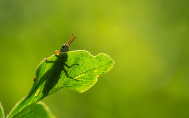 Grashüpfer auf Kleeblatt