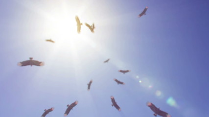 Ominous view of vultures circling overhead on a hot sunny day.