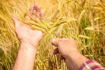 Wheat ears in the hands
