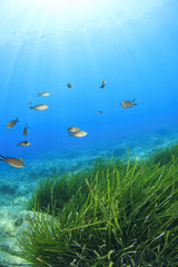 Seaweed and fish