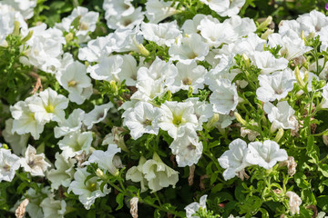White Petunia Flowers Summer Blossom
