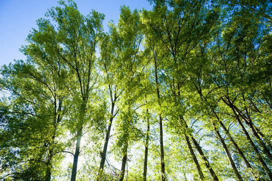 pioppi, alberi 5295
