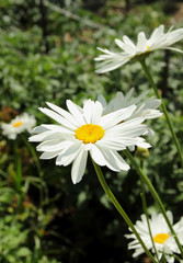 Fototapeta premium Daisies blooming in the garden.
