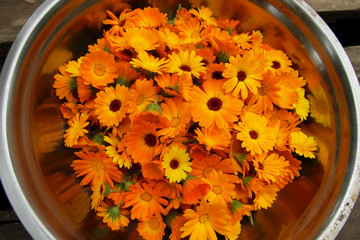 Collected calendula flowers.