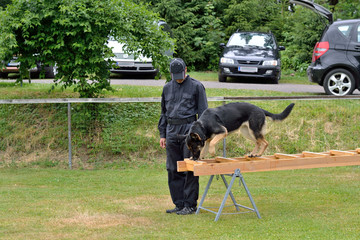 Hundetrainer laesst Schaefer ueber Leiter balancieren