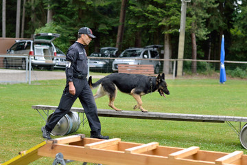 Schaeferhund geht ueber bewegliche Brucke